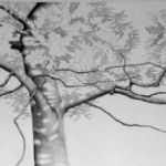 ALI MORGAN - Spring - Summer - Autumn - Winter - Forty Tree Drawings Summer 01