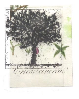 Alan Turnbull, Tree of Life VIII - 