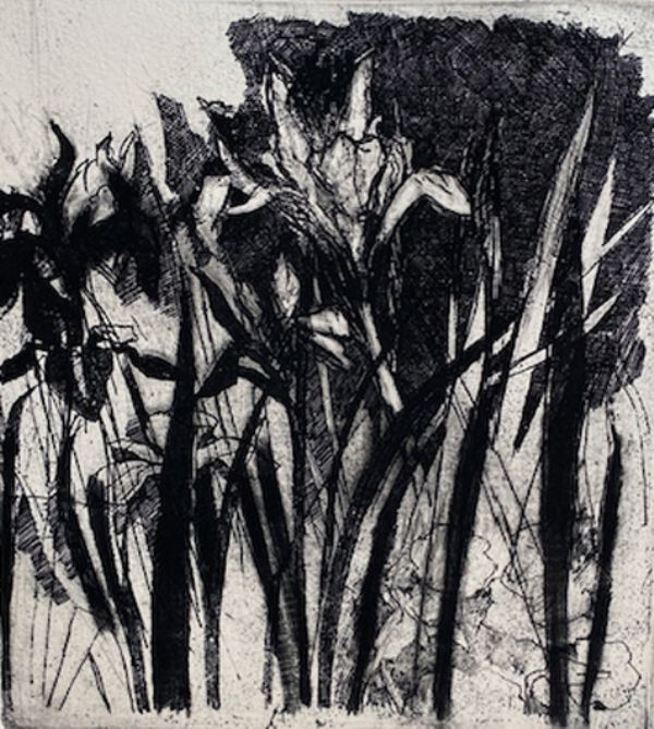 Alan Turnbull, Irises