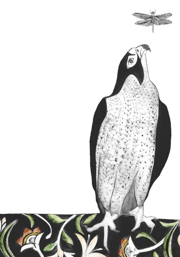 Amur Falcon