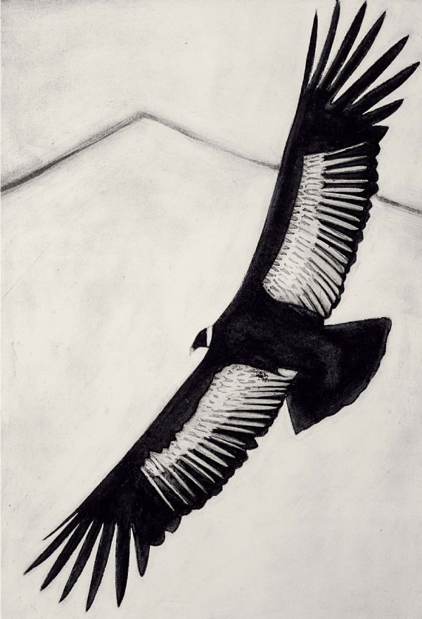 Beatrice Forshall, Andean Condor