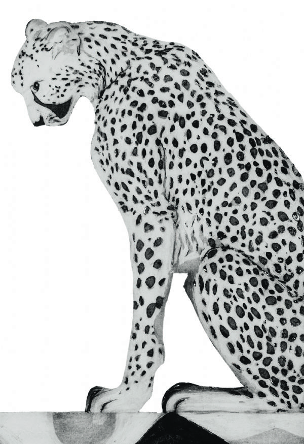 Asiatic Cheetah