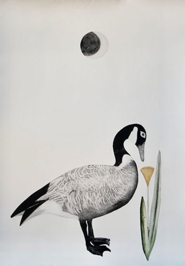 Canada Goose
