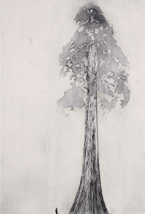 Giant Sequoia