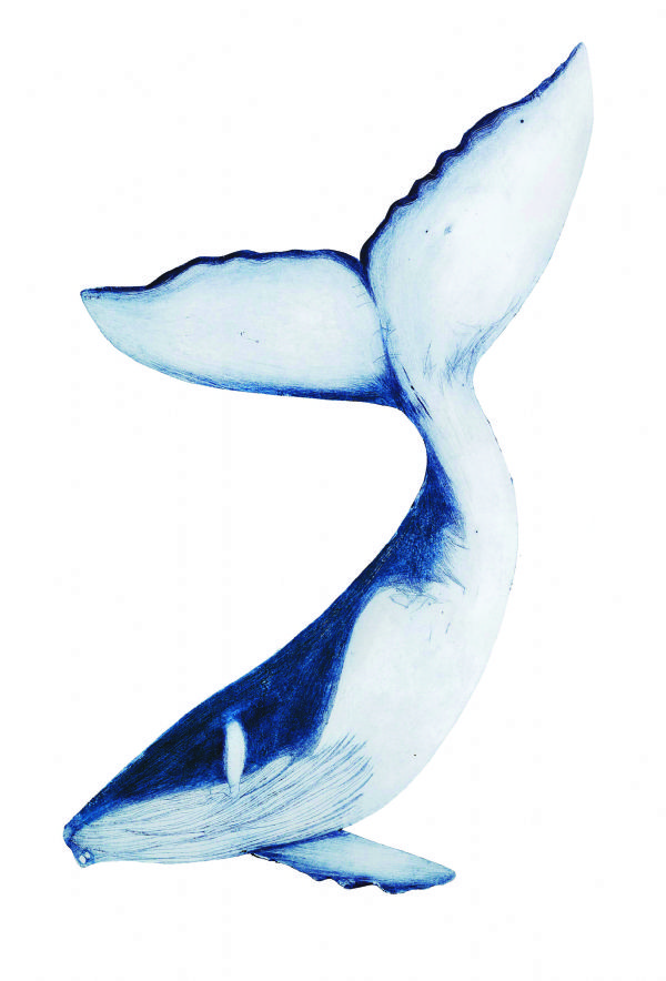 Humpback Whale