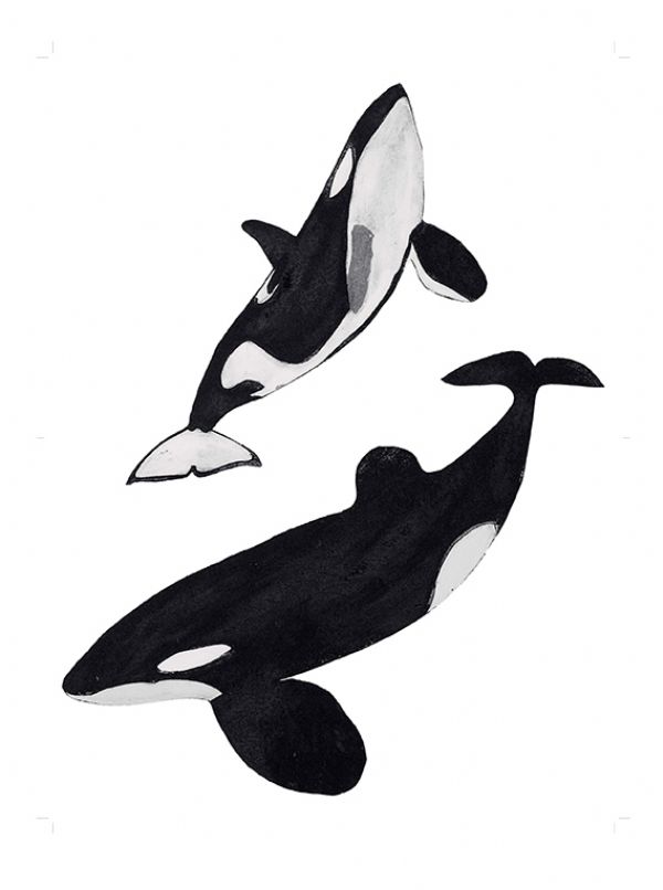 Orcas