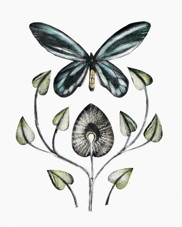 Queen Alexandras Birdwing