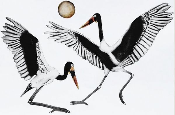 Saddle Billed Storks