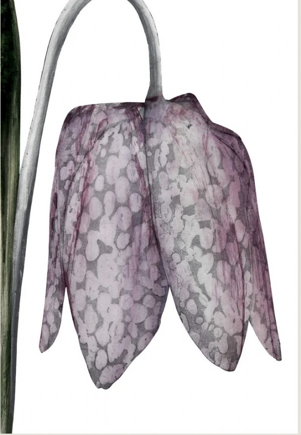 Snakes Head Fritillary