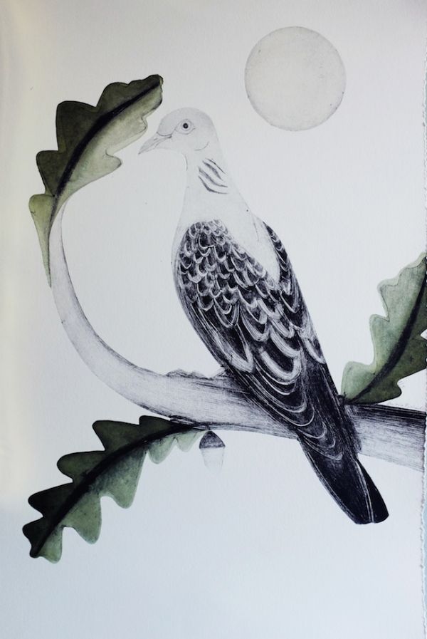 Turtle Dove