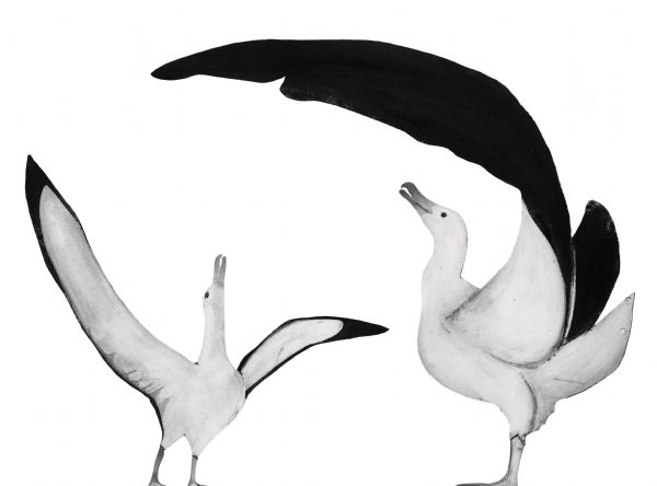 Wandering Albatross