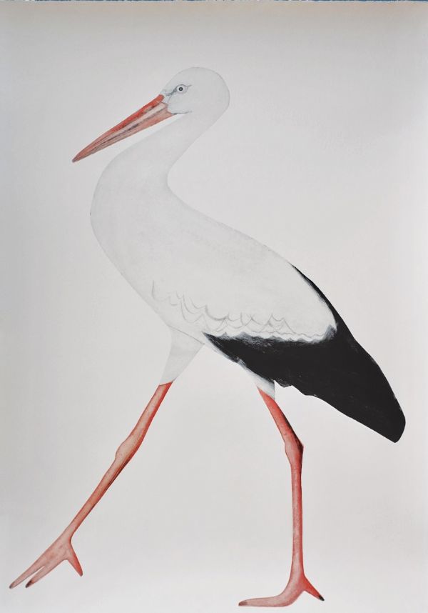 White Stork