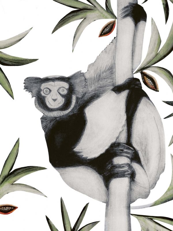 Black & White Ruffed Lemur