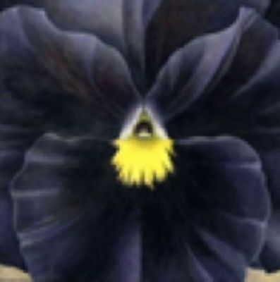 Charlotte Knox, Black Pansy - 