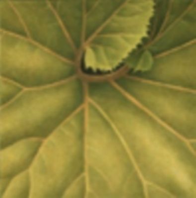 Charlotte Knox, Japanese Colsfoot - 