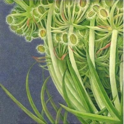 Charlotte Knox, Queen Annes Lace - 