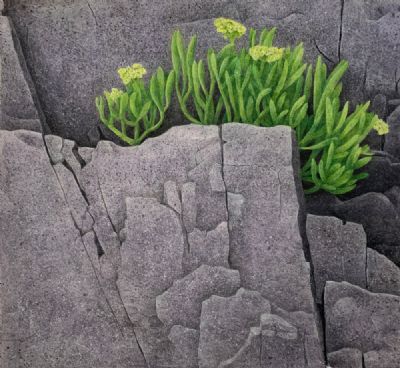 Charlotte Knox, Rock Samphire, Rabbit Island - 