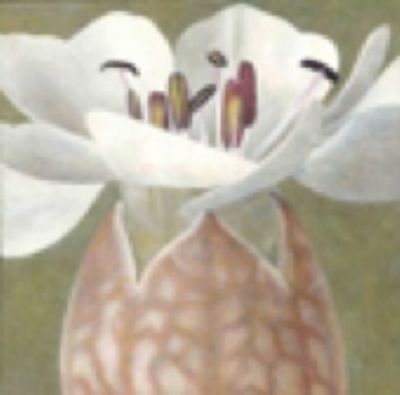 Charlotte Knox, Sea Campion - 