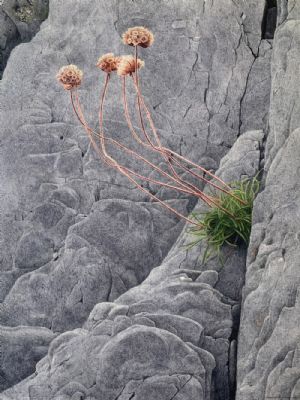 Charlotte Knox, Sea Pinks, Rabbit Island - 