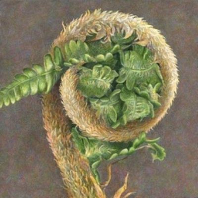 Charlotte Knox, Fern Unfolding - 