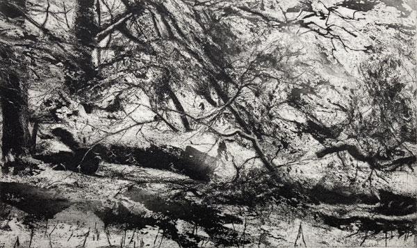 David Sully, Fallen Tree in the Snow