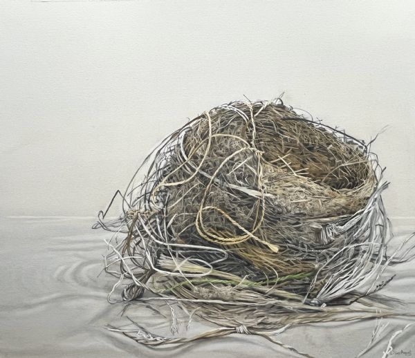 Lillias August, Common Blackbird's Nest
