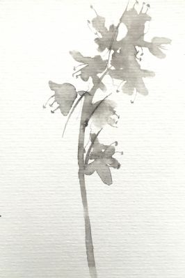 bluebell 3, ink on paper
