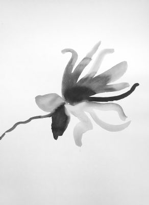 magnolia stellata 16, ink on paper