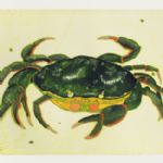 Kate Boxer, Crab - 