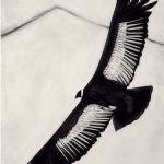 BEATRICE FORSHALL - Vanishing Species Beatrice Forshall
Andean Condor
