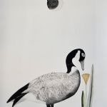 BEATRICE FORSHALL - Vanishing Species Canada Goose