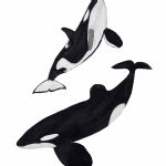 BEATRICE FORSHALL - Vanishing Species Orcas