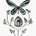 BEATRICE FORSHALL - Vanishing Species Queen Alexandra´s Birdwing