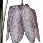 BEATRICE FORSHALL - Vanishing Species Snake´s Head Fritillary