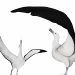 BEATRICE FORSHALL - Vanishing Species Wandering Albatross