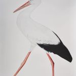 BEATRICE FORSHALL - Vanishing Species White Stork