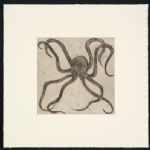 Boxer Octopus - KATE BOXER