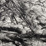 CAPTURING PLACE - Etchings by Ian Chamberlain, Ros Ford, Jemma Gunning and David Sully David Sully
Fallen Tree in the Snow