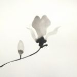 magnolia 3, ink on paper - 