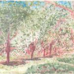 Norman Adams RA, In the Ardeche, Cherry Trees - 