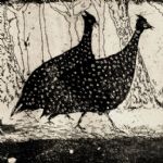 Tim Southall, Guinea Fowl - 