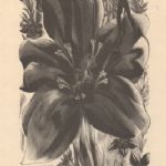 BLAIR HUGHES-STANTON - The Wood-Engravings Gentian From The Ship of Death