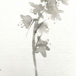 bluebell 3, ink on paper - 