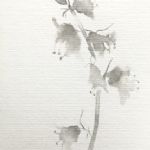bluebell 5, ink on paper - 
