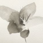 field gentian 1, ink on paper - 