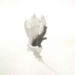 magnolia 2, ink on paper - 