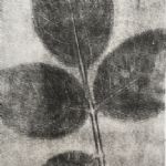 rose leaf 9, monoprint - 